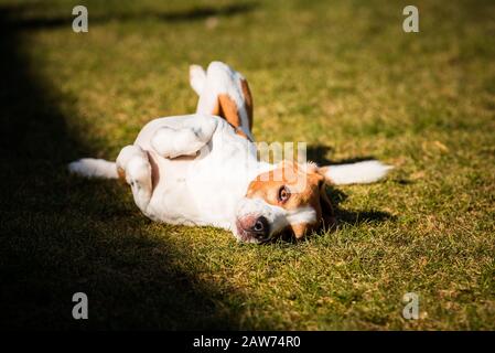 Beagle welkelt und rollt auf Gras. Hund hat Entspannungszeit auf grünem Gras in der Sonne liegen. Stockfoto