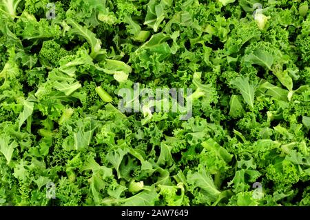 Frisch gehackte grüne lockige Kale hinterlässt den Hintergrund Stockfoto