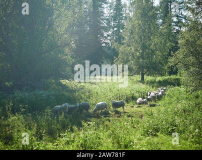 Auf einer Wiese mit grünem Gras wird gescheucht und gemäht. Schafherde in Sonnenstrahlen auf grünem Sommerhintergrund. Stockfoto
