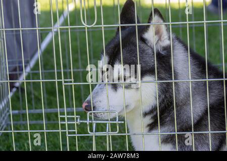 Porträt von dunkelgrau und weiß von sibirischem Husky-Mann-Hund, der traurig in einem Käfig sitzt Stockfoto