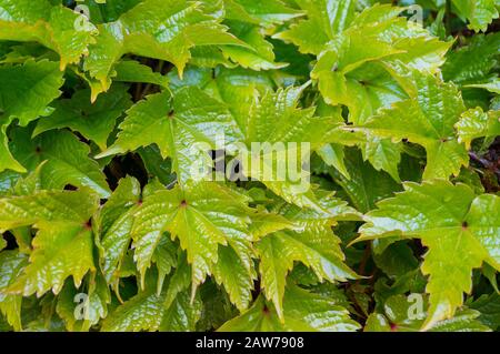 Nahaufnahme von glänzend wachsgrünen Rebblättern, Reben. Stockfoto
