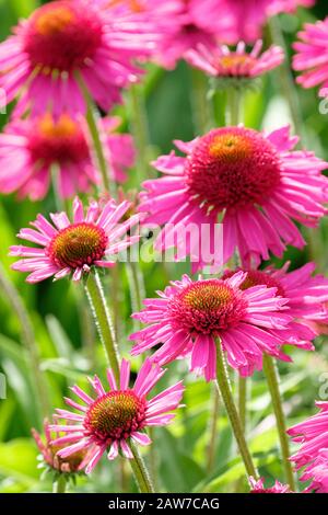 Echinacea Delicious Candy = "Noortdeli" (PBR) (d) Coneblower Delicious Candy Stockfoto