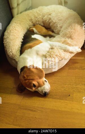 Porträt eines jungen, dreifarbigen Beagle-Hundes, der auf seinem Bett liegt. Stockfoto