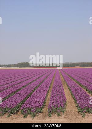 Noordoostpolder Niederlande - 23. April 2011 - Road Trip durch Fileds mit Tulpen Stockfoto