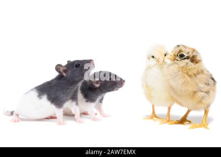 Hühner und eine Ratte auf einem isolierten weißen Hintergrund Stockfoto