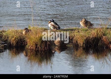 Anas platyrhynchos, Familie Mallard Duck am Fluss Ticino, Italien Stockfoto