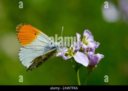 Orangefarbener Schmetterling auf mayflower Stockfoto