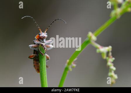 Soldatenkäferkäfte klatschieren an einen Pflanzenstamm Stockfoto