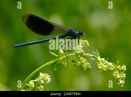 Gebänderte Demoiselle in Ruhe Stockfoto