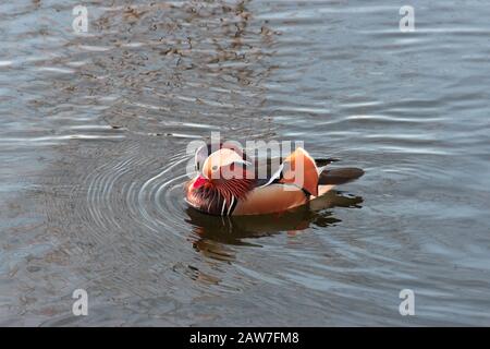 Bunte Mandarine Ente Schwimmen in einem See Stockfoto