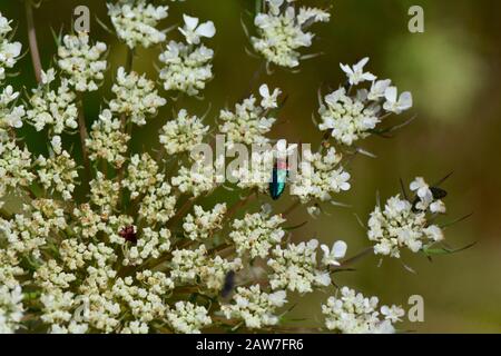 Blauer und roter Käfer auf Wiesenblume Stockfoto