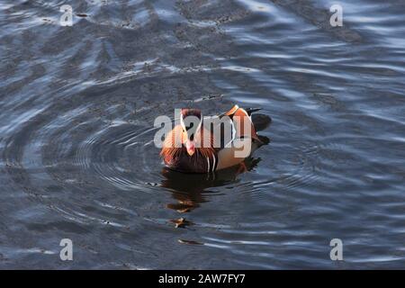 Bunte Mandarine Ente Schwimmen in einem See Stockfoto