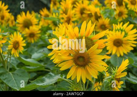 Blüht leuchtend gelbe Sonnenblumen auf einem Feld. Sommer Natur Hintergrund Stockfoto