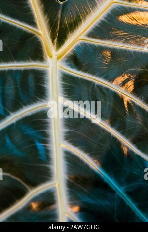 Tropische Palme hinterlässt dunkelgrünen Hintergrund, Pflanzen, die im Botanischen Garten wachsen. Stockfoto