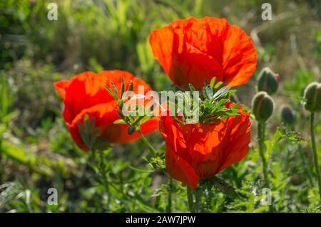 Drei opiumblütige Mohnblumen in voller Blüte im Blumenbeet. Rote Mohn hellen Naturhintergrund Stockfoto