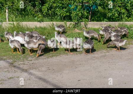 Herde von jungen Gänsevögel, die auf grünem Gras auf einem Bauernhof grasen Stockfoto