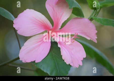 Rosa Hibiskus Rose lässt schattige Blume hängen in Indien Asien Stockfoto