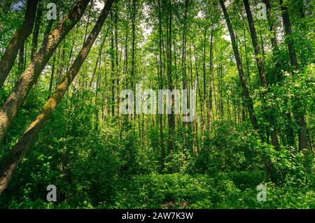 Ruhige Naturszene mit grünem Sommerwald mit hohen Bäumen und üppigem Laub. Hintergrund der Natur Stockfoto