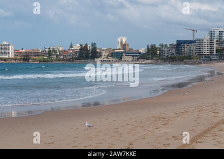 Schöner Strand mit sauberem Sand, Möwen Vögel und milden Wellen Sommerferienlandschaft. Cronulla, Australien Stockfoto
