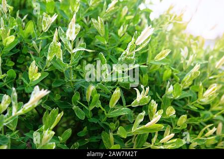 Salix integraa, dekorative Gartenpflanze weiße und grüne Blätter. Die Weidenzweige sind ganz geblättert Japanisch, Hakuro Nishiki. Selektiver Fokus. Stockfoto