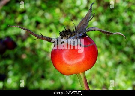 Ein einzelner roter Rosebud vor einem verschwommenen grünen Hintergrund Stockfoto