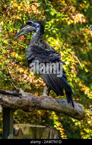 Abessinier nördliche Hornrabe, Bucorvus abyssinicus seltsamer Vogel Stockfoto