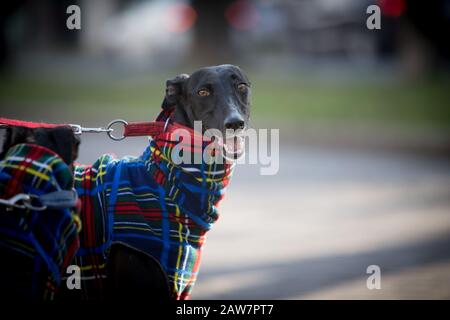 Ein Portrait eines lustigen Windhundes Stockfoto