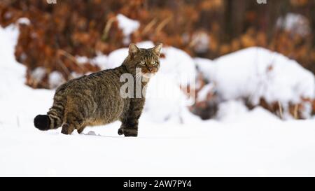 Starren europäische Wildkatze mit flauschigen Schwanz auf der winterlichen Jagd Stockfoto