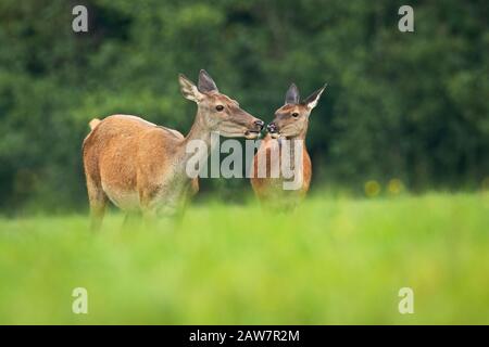 Ein Paar Rotwild, das mit der Nase beim Essen auf der Wiese berührt Stockfoto