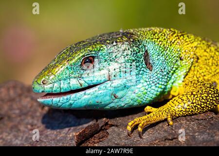 Detail von Kopf und Bein einer europäischen grünen Eidechse, lacerta viridis. Stockfoto