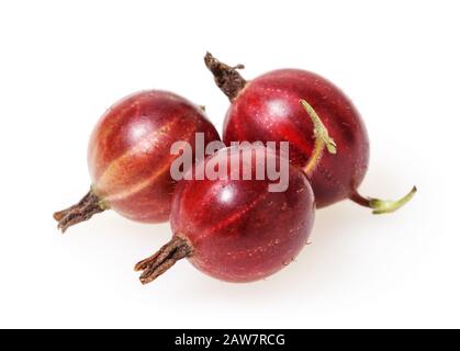 Rote Stachelbeeren isoliert auf weißem Hintergrund Stockfoto