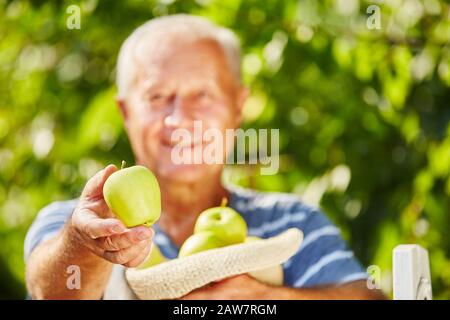 Der Senior erntet einen apfel mit einem goldenen, köstlichen apfel in der Hand Stockfoto