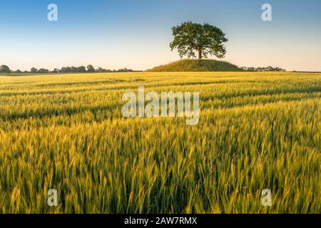 Riesige Landschaft und Roggenfeld mit Eiche auf einem alten Grabhügel in Soderslatt, Skane, Schweden, Skandinavien. Stockfoto