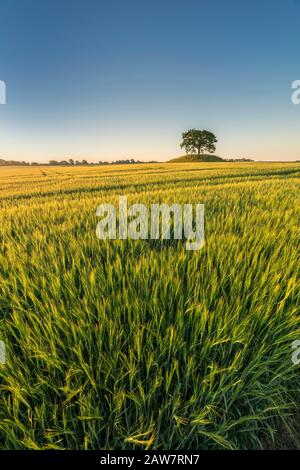 Riesige Landschaft und Roggenfeld mit Eiche auf einem alten Grabhügel in Soderslatt, Skane, Schweden, Skandinavien. Stockfoto