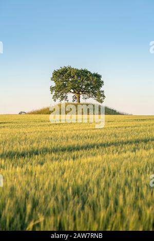 Riesige Landschaft und Roggenfeld mit Eiche auf einem alten Grabhügel in Soderslatt, Skane, Schweden, Skandinavien. Stockfoto