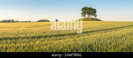 Riesige Landschaft und Roggenfeld mit Eiche auf einem alten Grabhügel in Soderslatt, Skane, Schweden, Skandinavien. Stockfoto