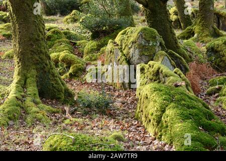 Moss und Flechten bedeckte Felsbrocken und Felsvorwüchse Coed Ty Canol National Nature Reserve Ty Canol Woods mystisches altes Waldland Pembrokeshire Wales Stockfoto