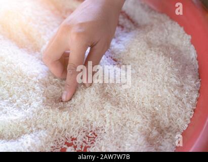 Thailändischer Jasminreis. Die Hände einer asiatischen Frau greifen vor dem Kochen Fremdkörper aus dem ungekochten geschliffenen Reis in einem roten Kunststofftablett auf. Raw Stockfoto