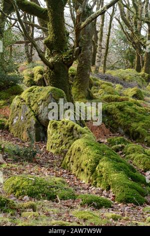 Moss und Flechten bedeckte Felsbrocken und Felsvorwüchse Coed Ty Canol National Nature Reserve Ty Canol Woods mystisches altes Waldland Pembrokeshire Wales Stockfoto