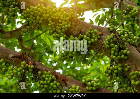 Cluster-Feige (Ficus racemosa) im tropischen Wald. Bodenansicht des grünen Baums im tropischen Wald. Nahaufnahme von roher und reifer Cluster-Feige auf Ästen von Bäumen. Stockfoto