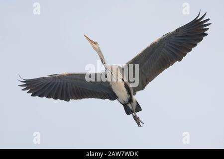 Graureiher (Ardea cinerea) im Flug Stockfoto