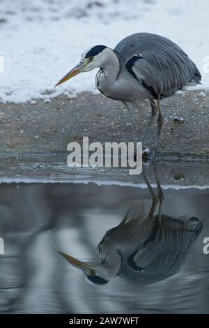 Ein ausgewachsener grauer Heron (Ardea cinerea) blickt in den Spiegel Stockfoto