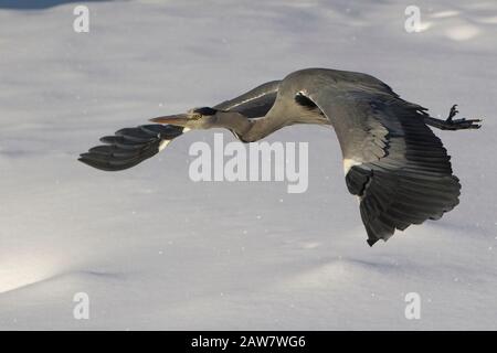 Graureiher (Ardea cinerea) im Flug Stockfoto