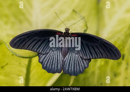Schwarzer männlicher Großer mormonischer Schmetterling auf grünen Blättern Stockfoto