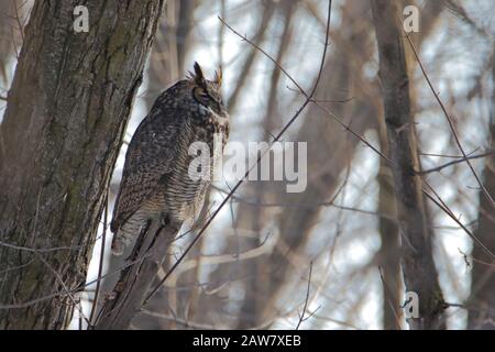 Große Horned Eule thront auf Baum in Wald Stockfoto