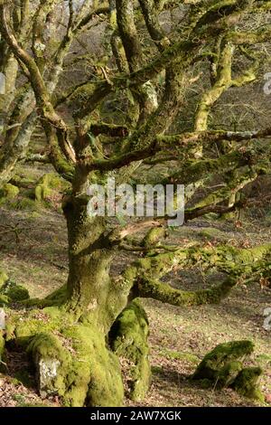 Altes gemarktes Moos und Flechten bedeckte Eiche Coed Ty Canol National Nature Reserve Walisisch Altes Waldland Newport Pembrokeshire Wales Cymru UK Stockfoto