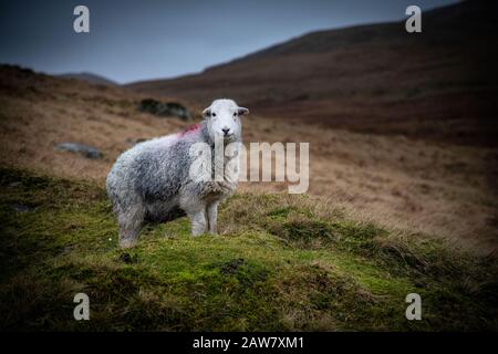 Ein einsames herdwick-schaf auf Birker Ist im Lake District Gefallen, Cumbria beobachtet bei Wind und Regen. Ein ikonischer Lakeland-Bewohner im ikonischen Lakela Stockfoto