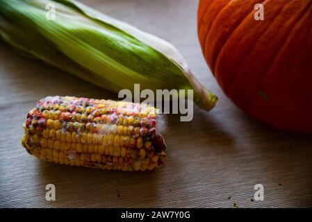 Faule Mais auf dem Tisch neben dem Kürbis Stockfoto