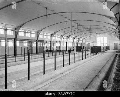 Model Farm Lactaria zu Stevensbeek. Cowshed Annotation: Im Jahre 1910 verkaufte die Gemeinde Sambeek 455 Hektar unbebautes Land an J.H.B. Klijnen aus Maastricht. Die die Firma Lactaria SA gründete, ein Bauernhaus für den Bergbau auf. In kurzer Zeit wurde der zugehörige Boden aus unermesslichen Mooren, in Bau und Grünland umgewandelt. Der Anbau und die Ernte gehörten ursprünglich der niederländischen Heidemaatschappij. Die neue "Siedlung" Lactaria bestand aus einer Musterfarm und dreifachen Arbeitern. Datum: Undatierter Ort: Stevens Brook Schlüsselwörter: Innenräume, Kuhhöfe, Ställe und Scheunen Stockfoto