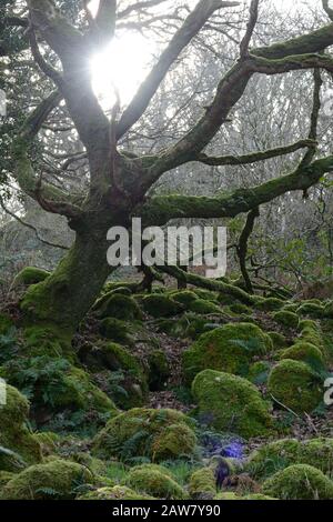 Morgenlicht, das durch das mystische uralte Waldgebiet Coed Ty Canol National Nature Reserve Ty Canol Woods Newport Pembrokeshire Wales Cymru UK glänzt Stockfoto